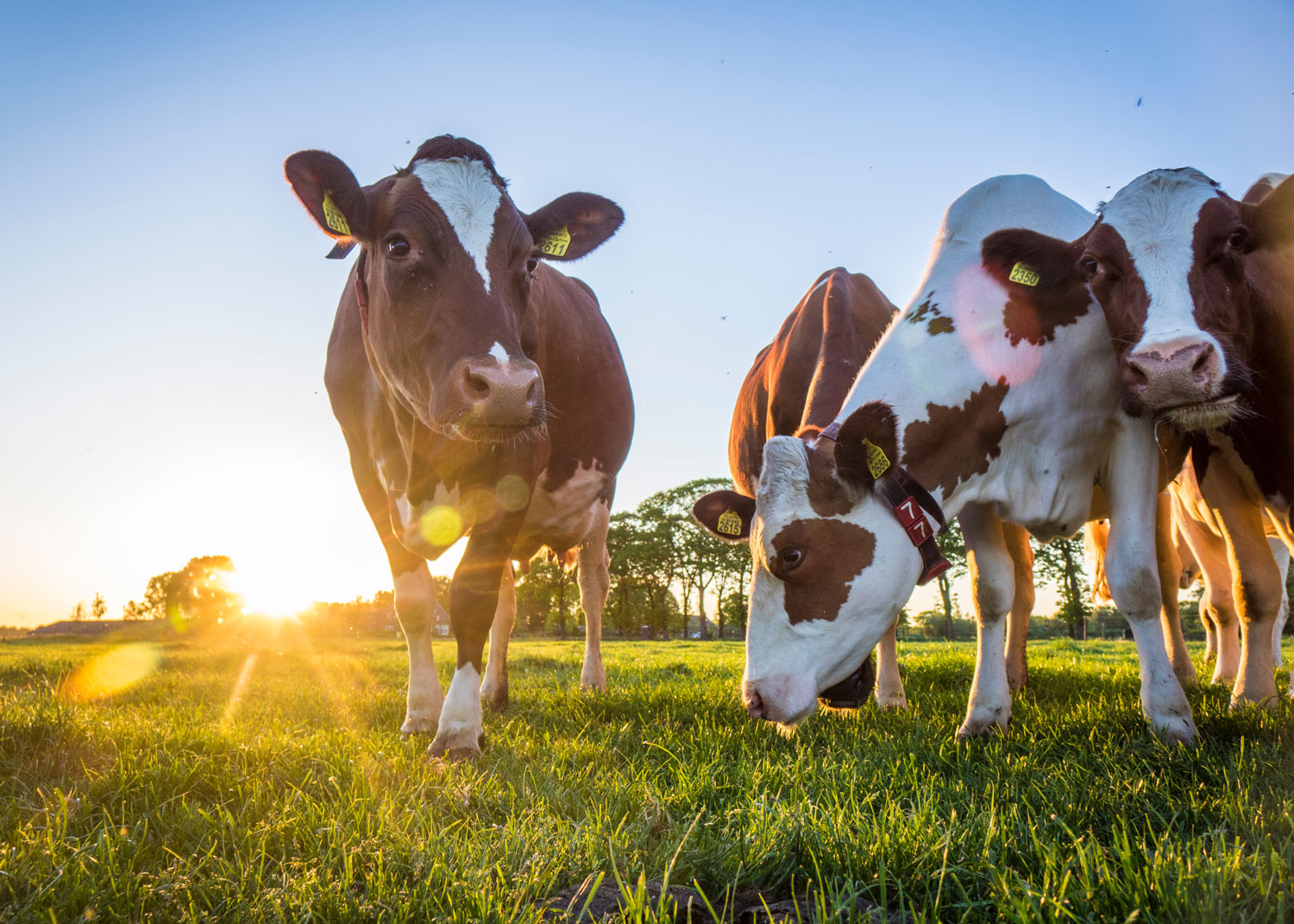 RNG fuel supply company